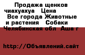 Продажа щенков чиахуахуа › Цена ­ 12 000 - Все города Животные и растения » Собаки   . Челябинская обл.,Аша г.